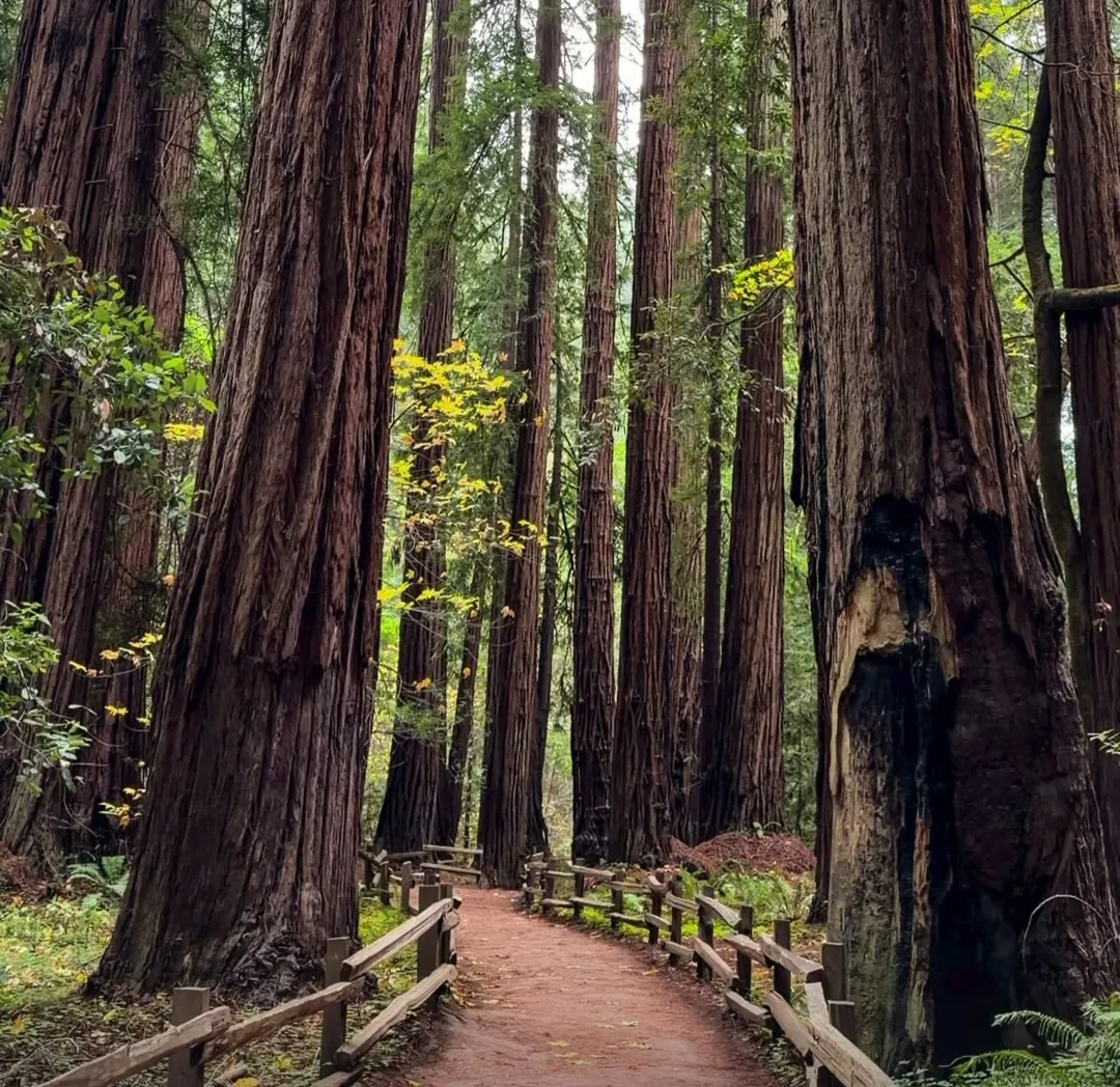 Muir Woods